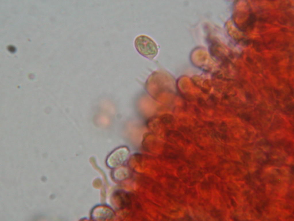 Da determinare...!!! (Radulomyces molaris)